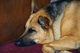 20061119_Rommel_019
